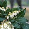 Pieris japonica, flowers