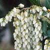 Pieris japonica, flowers