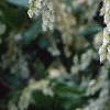 Pieris japonica, flowers