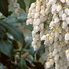 Pieris japonica, flowers