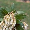 Pieris japonica, flowers