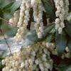 Pieris japonica, flowers