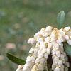 Pieris japonica, flowers