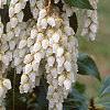 Pieris japonica, flowers