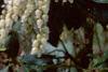 Pieris japonica, flowers