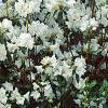 Rhododendron 'April Snow', habit