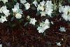 Rhododendron 'April Snow', habit
