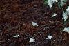 Rhododendron 'April Snow', habit