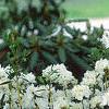 Rhododendron 'April Snow', habit