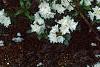 Rhododendron 'April Snow', habit