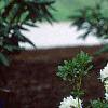 Rhododendron 'April Snow', habit