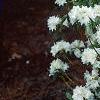Rhododendron 'April Snow', habit