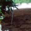 Rhododendron 'April Snow', habit