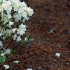 Rhododendron 'April Snow', habit