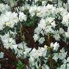 Rhododendron 'April Snow', habit