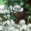 Rhododendron 'April Snow', habit