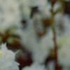 Rhododendron 'April Snow', flowers