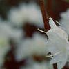 Rhododendron 'April Snow', flowers