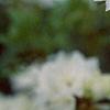 Rhododendron 'April Snow', flowers