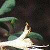 Rhododendron atlanticum, flowers