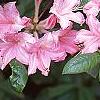 Rhododendron 'Bouquet de Flore', flowers