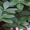 Rhododendron 'Bouquet de Flore', flowers