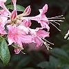 Rhododendron 'Bouquet de Flore', flowers