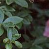Rhododendron 'Bouquet de Flore', flowers