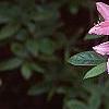 Rhododendron 'Bouquet de Flore', flowers