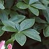Rhododendron 'Bouquet de Flore', flowers
