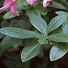 Rhododendron 'Bouquet de Flore', flowers