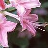 Rhododendron 'Bouquet de Flore', flowers