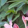 Rhododendron 'Bouquet de Flore', flowers