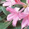 Rhododendron 'Bouquet de Flore', flowers