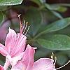 Rhododendron 'Bouquet de Flore', flowers