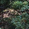 Rhododendron calendulaceum, habit