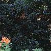 Rhododendron calendulaceum, habit