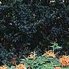 Rhododendron calendulaceum, habit