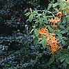 Rhododendron calendulaceum, habit