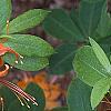 Rhododendron calendulaceum, flowers