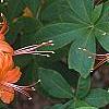 Rhododendron calendulaceum, flowers