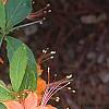 Rhododendron calendulaceum, flowers