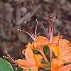 Rhododendron calendulaceum, flowers