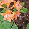 Rhododendron calendulaceum, flowers