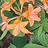 Rhododendron calendulaceum, flowers