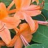 Rhododendron calendulaceum, flowers