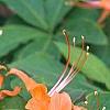 Rhododendron calendulaceum, flowers