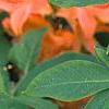 Rhododendron calendulaceum, flowers