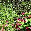 Rhododendron 'Carrie Amanda Schroeder', habit