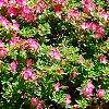 Rhododendron 'Carrie Amanda Schroeder', habit